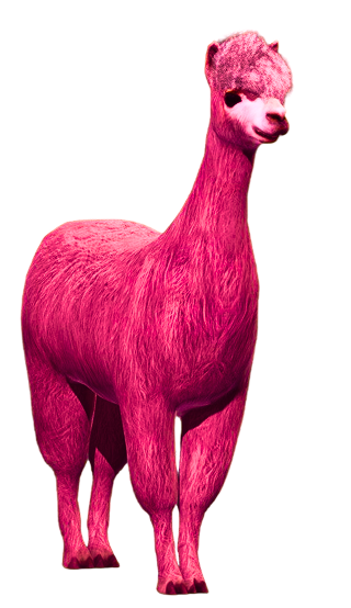 llama